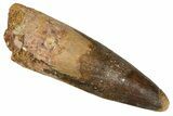 Fossil Spinosaurus Tooth - Real Dinosaur Tooth #344586-1
